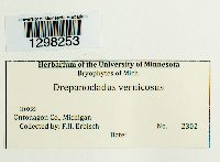 Hamatocaulis vernicosus image