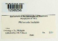 Philonotis fontana image