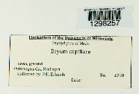 Bryum capillare image