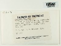 Cladonia deformis image