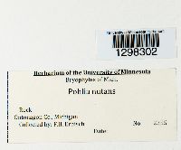 Pohlia nutans image
