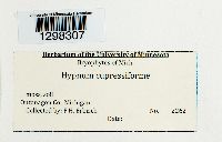 Hypnum cupressiforme image