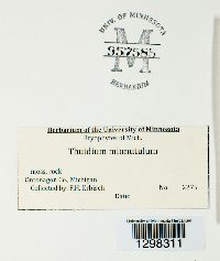 Cyrto-hypnum minutulum image