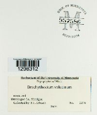 Brachythecium velutinum image