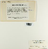 Brachythecium salebrosum image