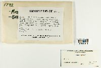 Bryum capillare image