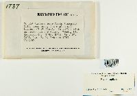 Bryum capillare image