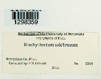 Brachythecium salebrosum image