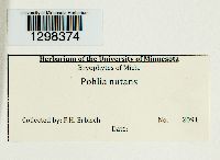 Pohlia nutans image
