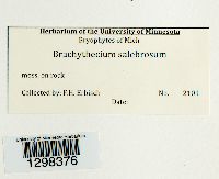 Brachythecium salebrosum image