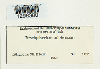 Brachythecium salebrosum image