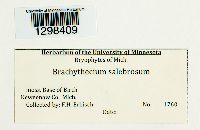 Brachythecium salebrosum image