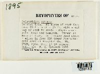 Polytrichum commune image