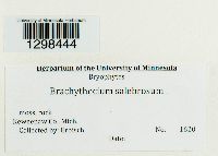 Brachythecium salebrosum image