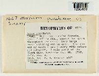 Rhizomnium punctatum image