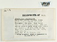 Polytrichum juniperinum image