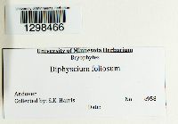 Diphyscium foliosum image
