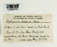 Diphyscium foliosum image