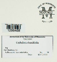 Fuscocephaloziopsis lunulifolia image