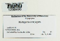 Metzgeria conjugata image