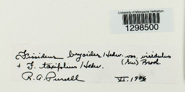 Fissidens bryoides var. viridulus image