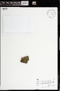 Lophocolea minor image