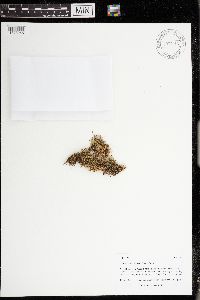 Odontoschisma fluitans image