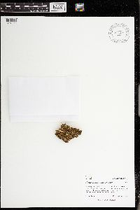 Lophozia ascendens image