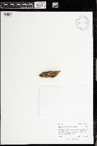 Lophozia ascendens image