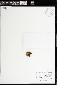 Plagiochila porelloides image