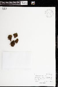 Amphidium lapponicum image