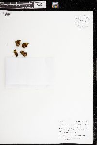 Amphidium lapponicum image