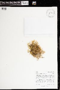 Brachythecium erythrorrhizon image