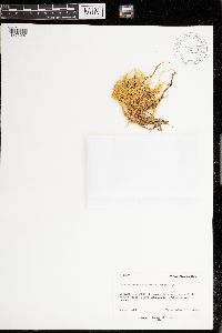 Brachythecium glareosum image