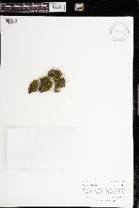 Bryum weigelii image