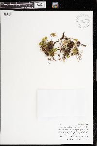 Climacium dendroides image