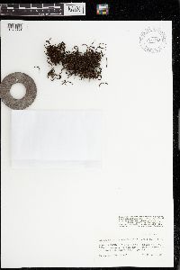 Racomitrium crispulum image