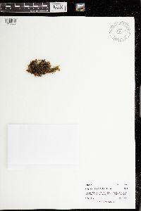Limprichtia cossonii image