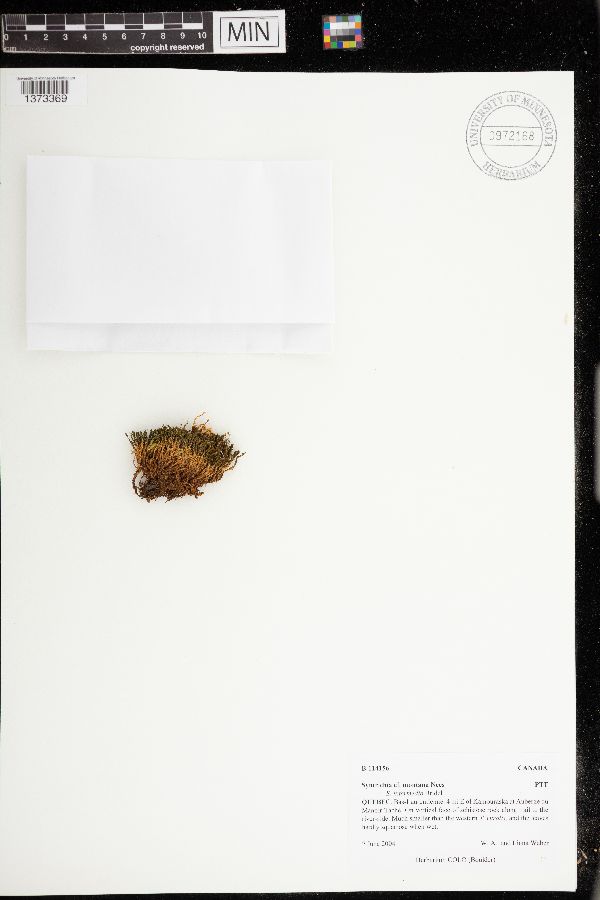 Syntrichia montana image