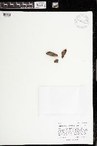 Tortula guepinii image