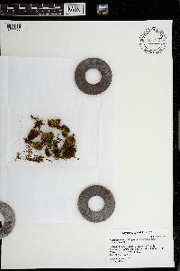 Aulacomnium androgynum image