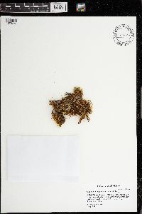 Aulacomnium palustre image