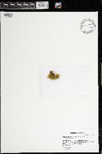 Brachythecium populeum image