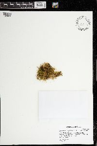 Claopodium crispifolium image