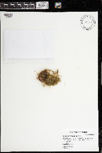 Isothecium myosuroides image