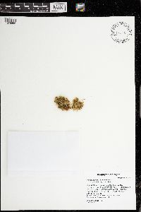 Plagiothecium laetum image