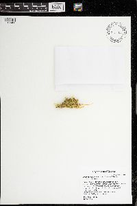 Plagiothecium undulatum image