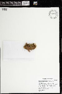 Rhizomnium glabrescens image