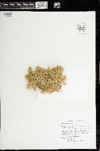 Sphagnum recurvum image