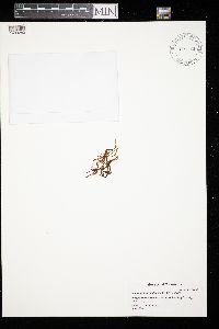 Aulacomnium palustre image